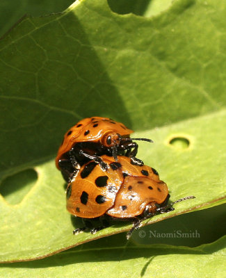 Argus Tortoise Beetle JN8 #8560