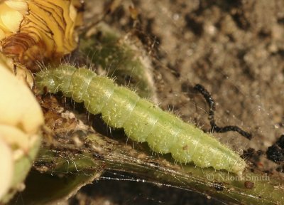 Bristly Rose Slug (Sawfly) JN8 #8694