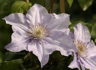 Clematis Angelique JN8 #8941