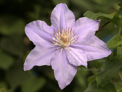 Clematis Angelique JN8 #8950