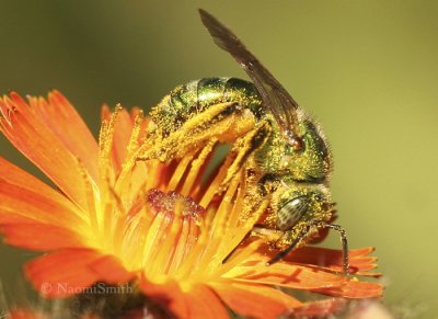 Agapostemon sericeus - female JN8 #8840