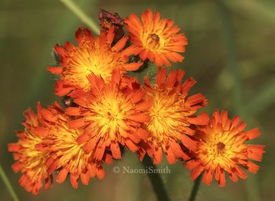 Orange Hawkweed JN8 #8790