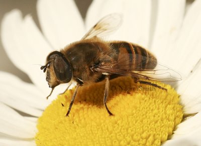 Syrphid Fly JN8 #8771