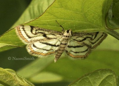 Chestnut-marked Pondweed Moth-Parapoynx badiusalis JN8 #8856