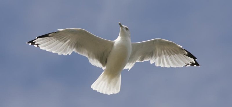 Ring Billed Gull