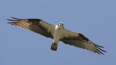 Osprey