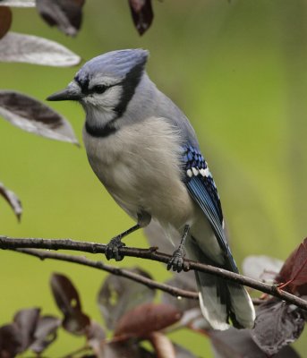 Blue Jay