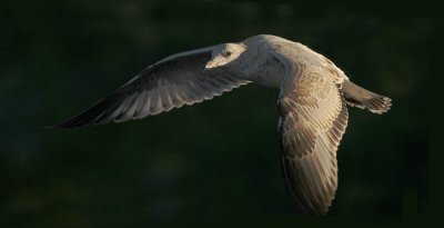 Gull In Evening Light