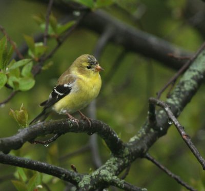 American Goldfinch