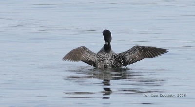 Common Loon