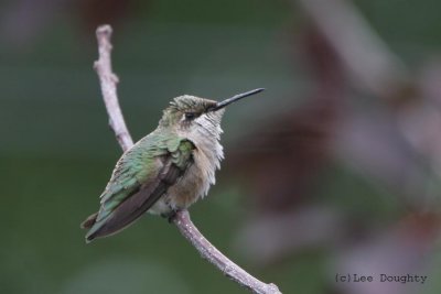Ruby-Throated Hummingbird Adult Female