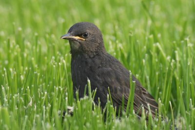 Starling Youngster