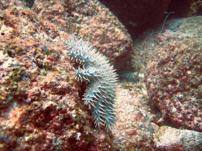 Crown of Thorns - Bane of Corals