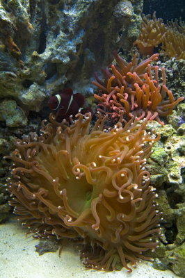 Maroon Clown on Long Tentacle Anemone