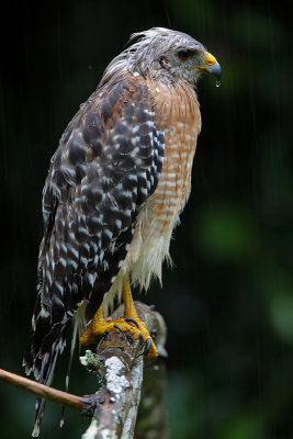 Red-shouldered under the rain