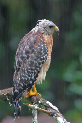 Red-shouldered under the rain