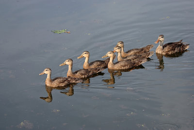 Mottled Duck family