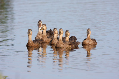 Mottled Duck family