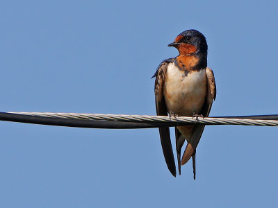 Barn Swallow