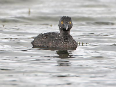 Least Grebe