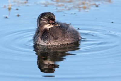 Least Grebe