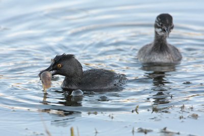 Least Grebe