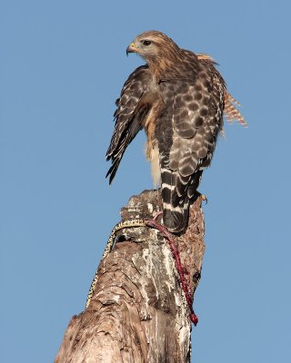 Red-shouldered Hawk with snake