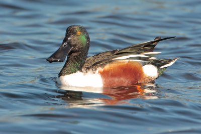 Northern Shoveler