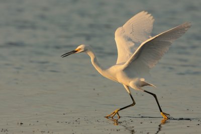 Snowy Egret