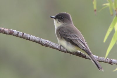 Eastern Phoebe