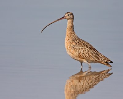 Long-billed Curlew