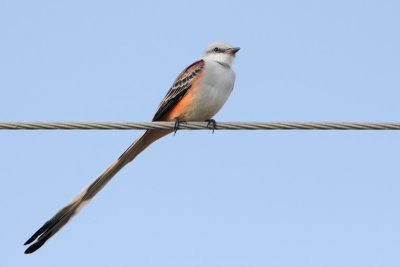 Scissor-tailed Flycatcher