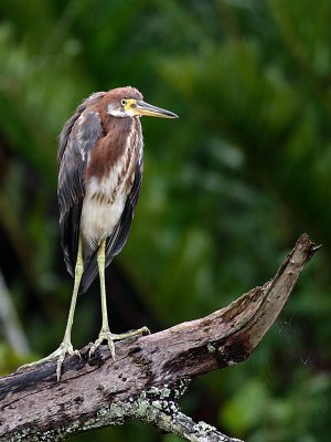 Tricolored Heron and spider web