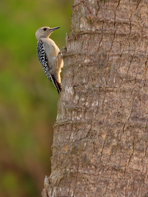 Immature Red-bellied woodpecker