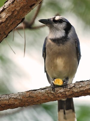 Blue Jay