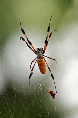 golden silk spider (female)