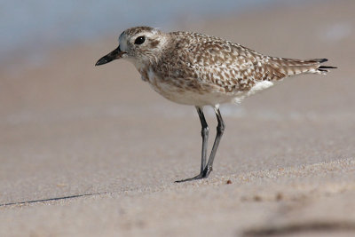 Black-Bellied Plover