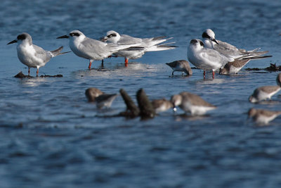 Forster's Tern