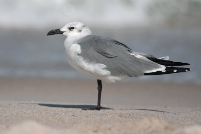 Laughing Gull