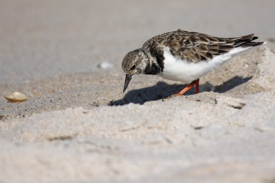 Ruddy Turnstone