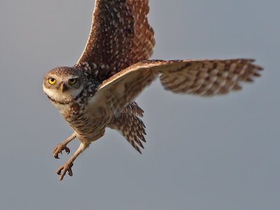 Burrowing Owl flight