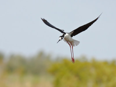 Black-necked Stilt flight