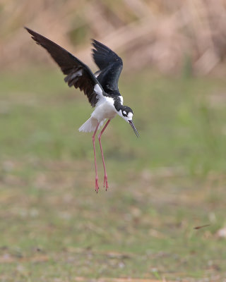 Black-necked Stilt landing