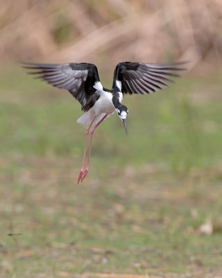 Black-necked Stilt landing