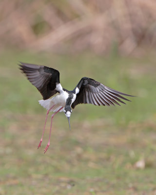 Black-necked Stilt landing