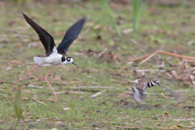 Black-necked Stilt attacking killdeer