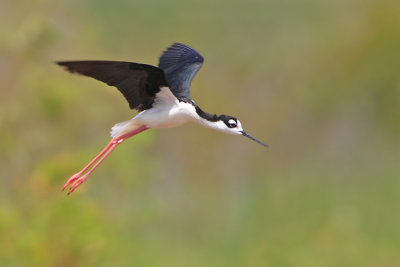 Black-necked Stilt flight