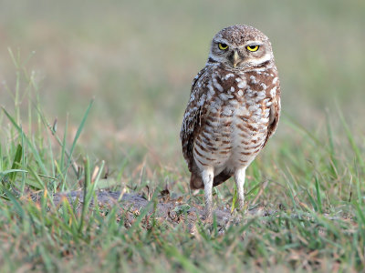 Burrowing Owl