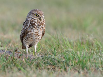Burrowing Owl