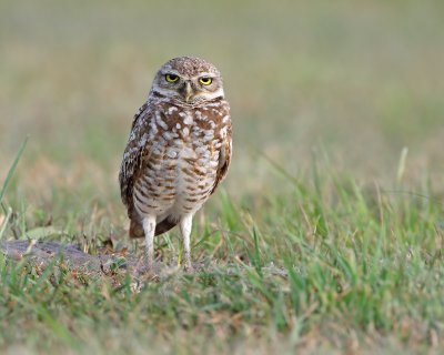 Burrowing Owl
